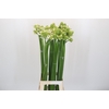 Ornithogalum Saundersiae