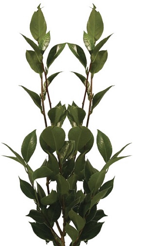FOLHAGEM CAMELIA