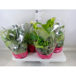 Epipremnum pinn.   HG  ...mix