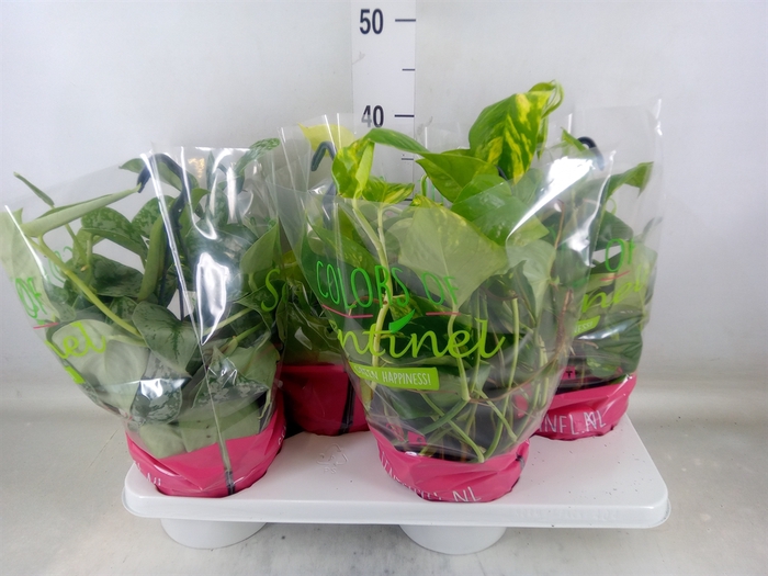 <h4>Epipremnum pinn.   HG  ...mix</h4>