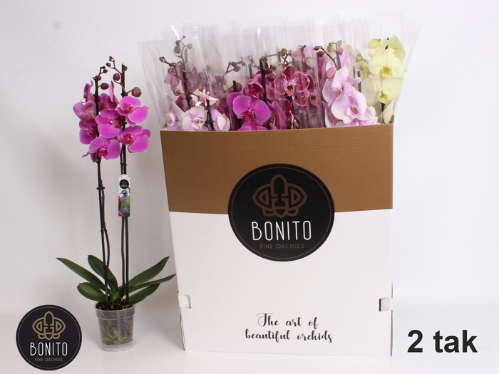 <h4>PHAL GEM 10 KL</h4>