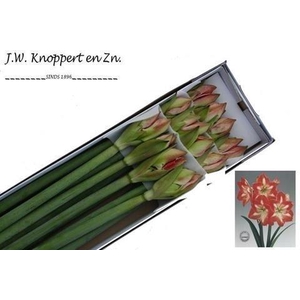 Hippeastrum minerva