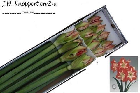 <h4>Hippeastrum minerva</h4>