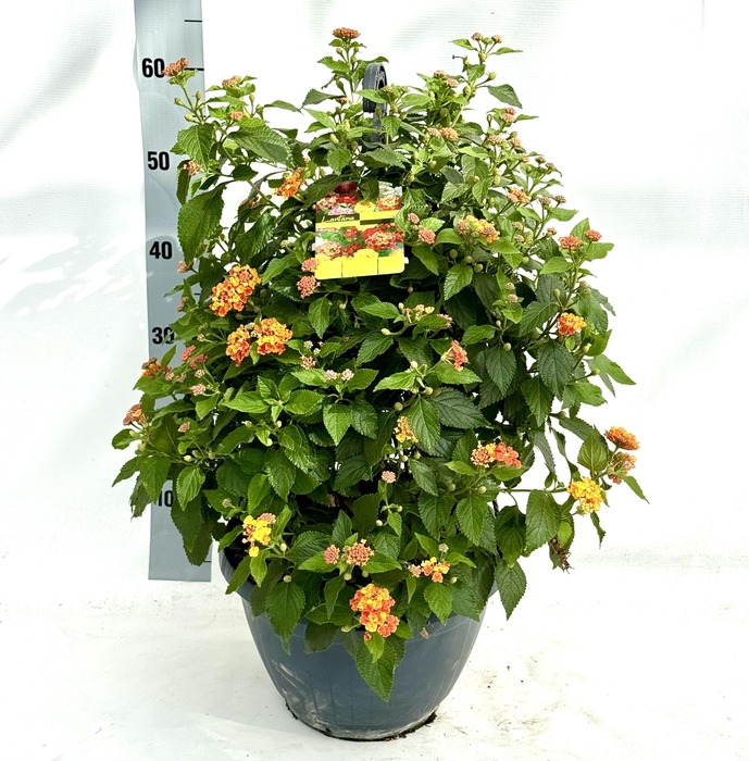 <h4>LANTANA CAM OV</h4>