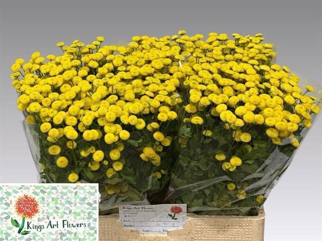 <h4>TANA PA AMAZONE</h4>