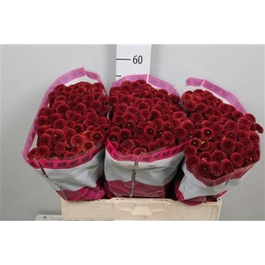 Chr S Aaa Purpet Red