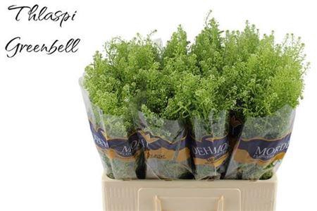 <h4>Lep Ru Green Bell</h4>