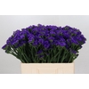 Limonium Navy Sun Birds