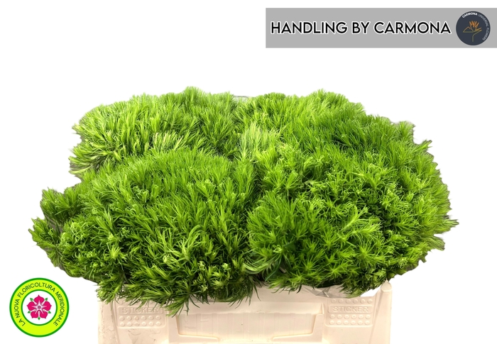 <h4>DI BARB KIWI MELLOW</h4>