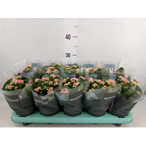 Kalanchoe blos. 'Serenity Pinkwhit'