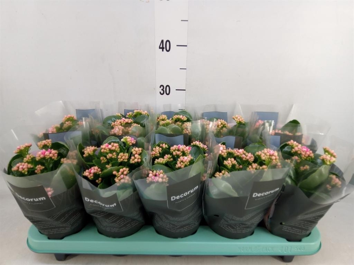 <h4>Kalanchoe blos. 'Serenity Pinkwhit'</h4>