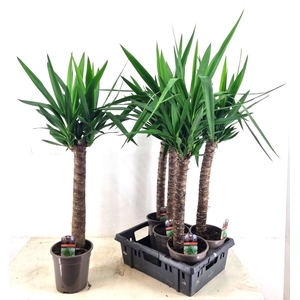 YUCCA