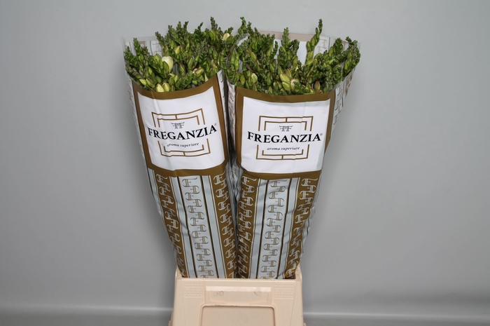 <h4>Barendse Freganzia Freganzia 566</h4>