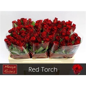 R Gr Red Torch