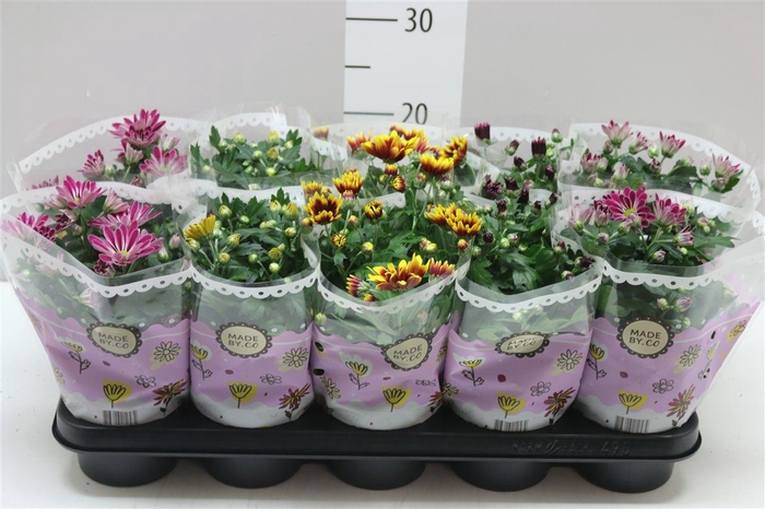<h4>Chrysanth Gemengd 2 Kleurig</h4>