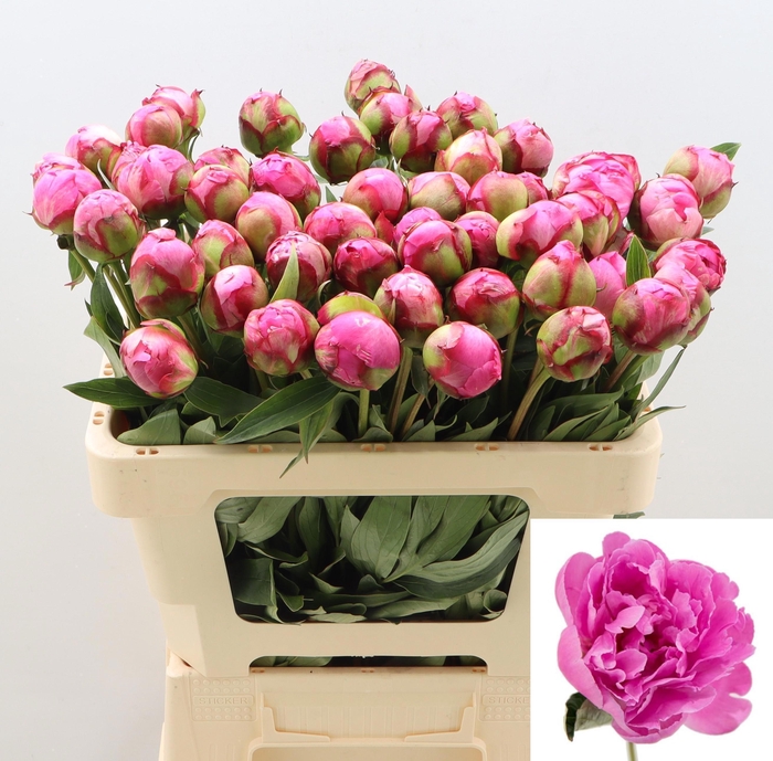 <h4>PAEO L ALEX FLEMING</h4>