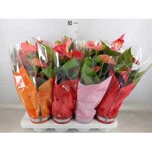 Anthurium   ...mix 4