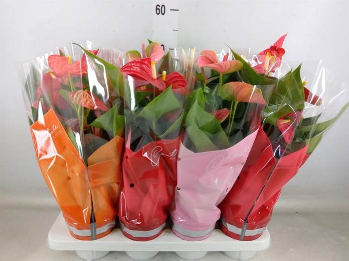 <h4>Anthurium   ...mix 4</h4>