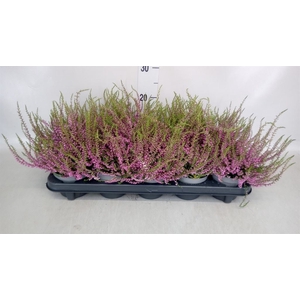 Calluna vulg. 'Tib'