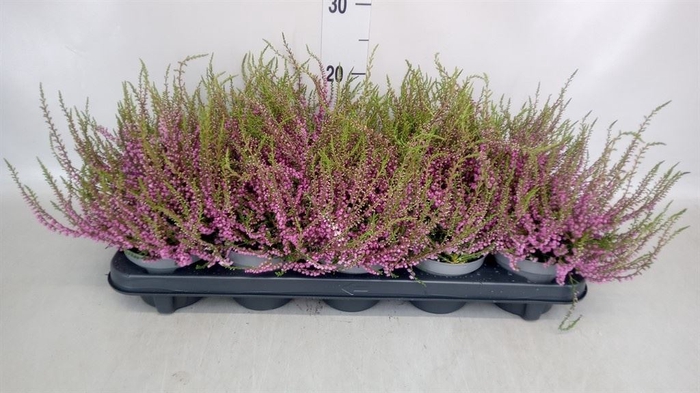 <h4>Calluna vulg. 'Tib'</h4>