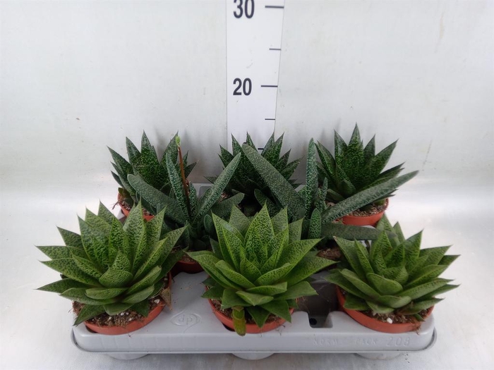 <h4>Aloe   ...mix</h4>