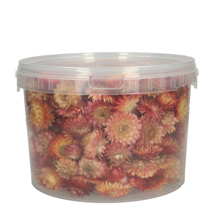 Droogbloem Helichryseum head 100g