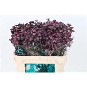 Astrantia Star Of Desire Dark Red