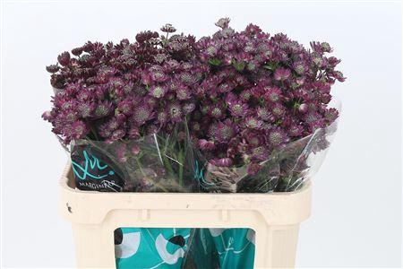 <h4>Astrantia Star Of Desire Dark Red</h4>