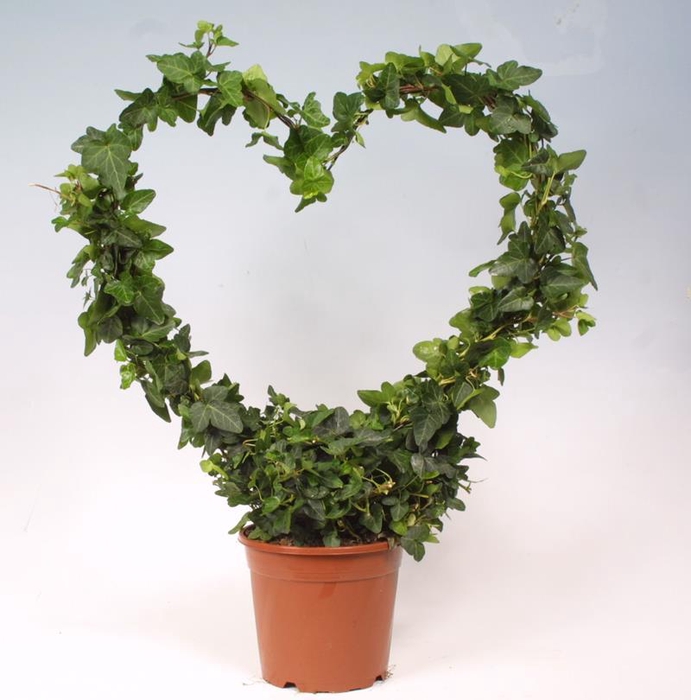 <h4>HEDERA HELIX</h4>