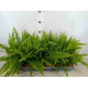 Nephrolepis exal. 'Green Lady'