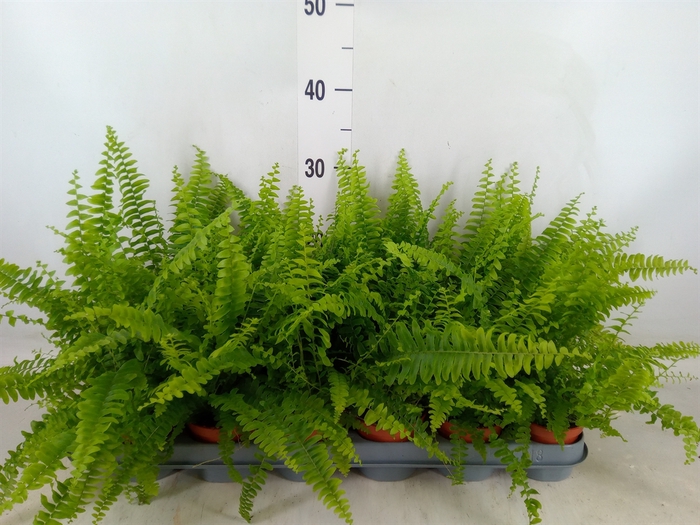 <h4>Nephrolepis exal. 'Green Lady'</h4>
