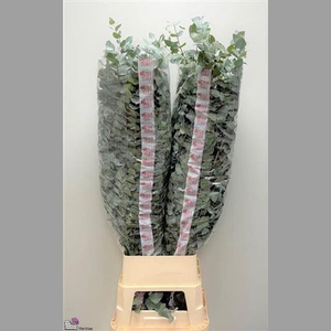 Euca Cinerea Super P Stem 140 Cm