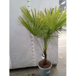 Trachycarpus fortunei