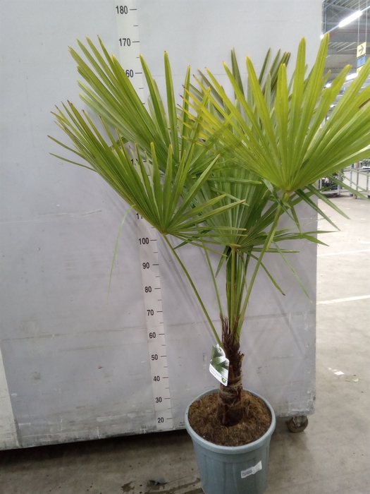 <h4>Trachycarpus fortunei</h4>