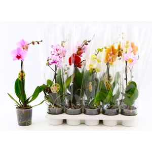 PHAL GEM 8 KL