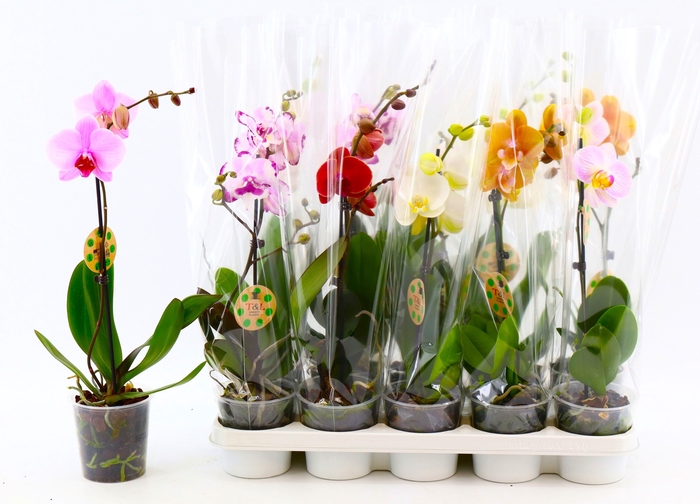 <h4>PHAL GEM 8 KL</h4>