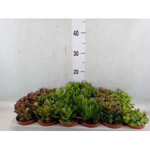 Crassula   ...mix