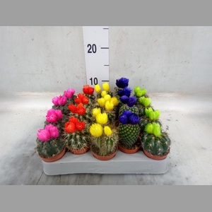 Cactus   ...decorated