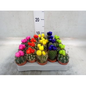 Cactus   ...decorated