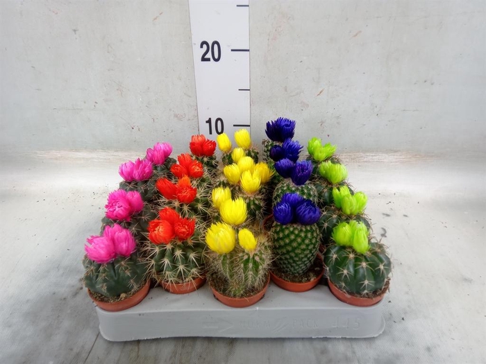 <h4>Cactus   ...decorated</h4>