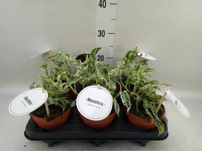 <h4>Monstera   ...</h4>