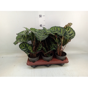 Calathea makoyana