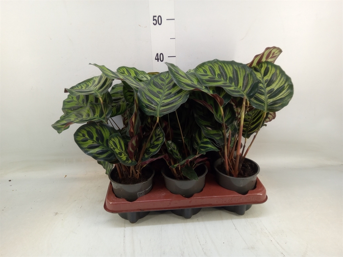 <h4>Calathea makoyana</h4>