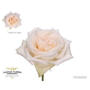 Rosa Parfum White O Hara