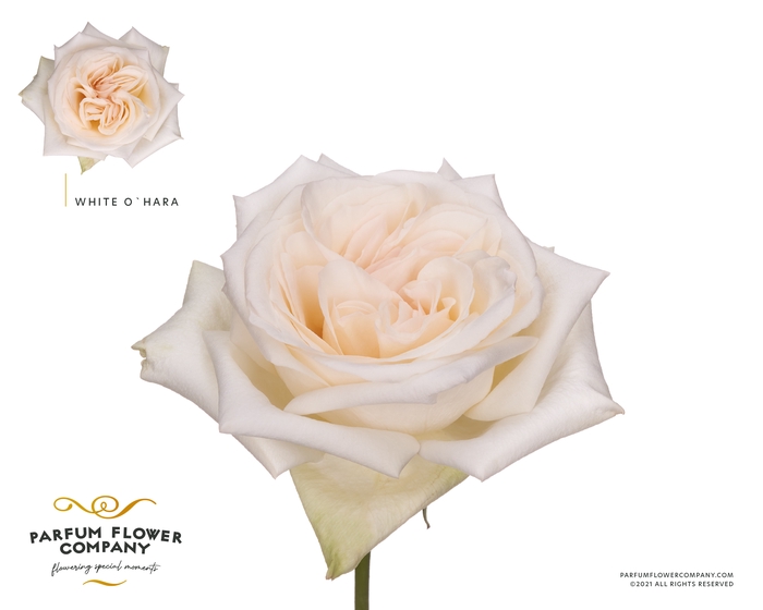 Rosa Parfum White O Hara