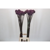 Allium  'Summer Drummer'