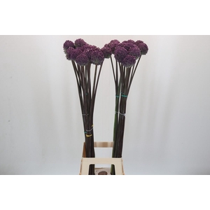 Allium  'Summer Drummer'