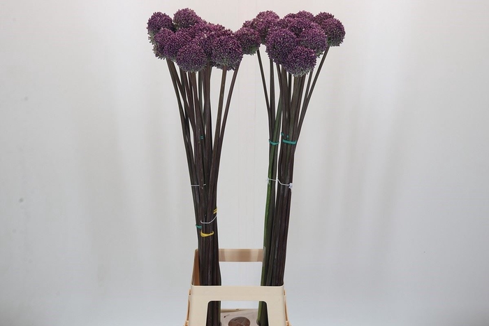 Allium  'Summer Drummer'