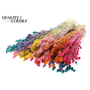 Phalaris per bunch Candy Spectrum