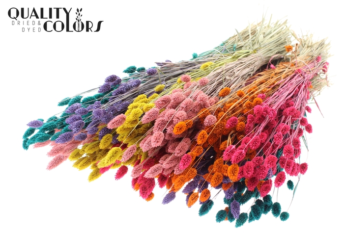 <h4>Phalaris per bunch Candy Spectrum</h4>